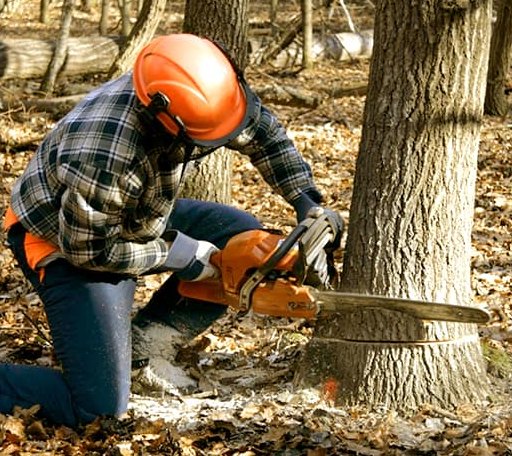 Tree Removal in Natural Bridge, NY